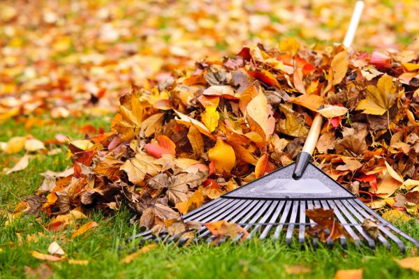 Cost of Leaves Removal in Issaquah