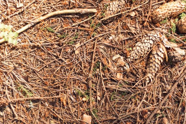 Cost of Pine Needles Removal in Issaquah