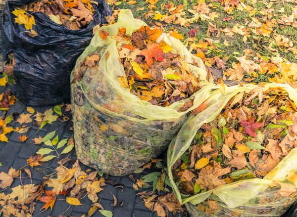 Cost of Yard Cleanup Service in Issaquah