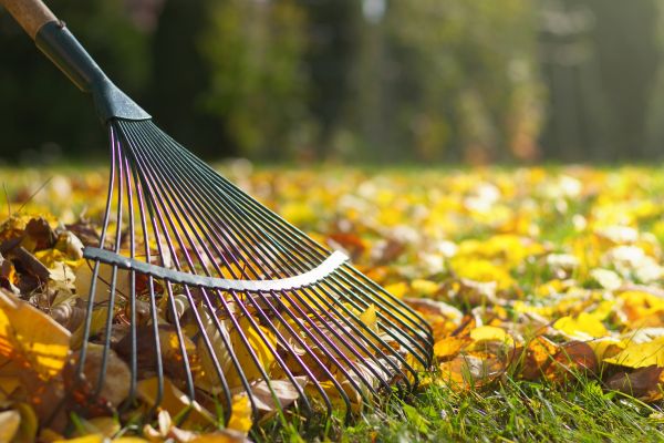 Cost of Leaf Raking Service in Issaquah