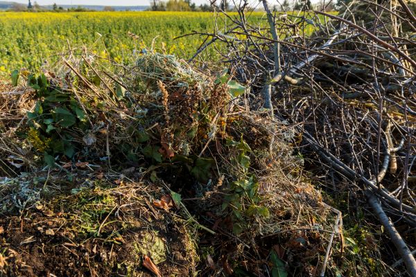 Cost of Brush Disposal in Issaquah