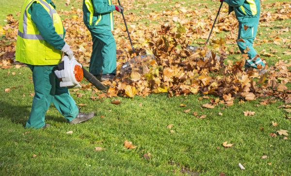 Cost of Leaf Maintenance in Issaquah