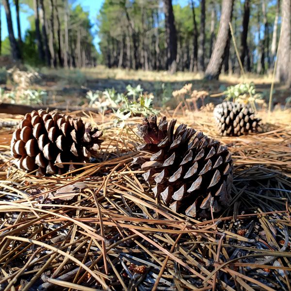 Cost of Pine Cone Removal in Issaquah