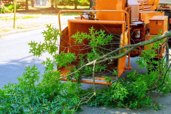 Cost of Tree Branches Removal in Issaquah