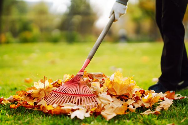 Cost of Ditch Leaf Removal in Issaquah