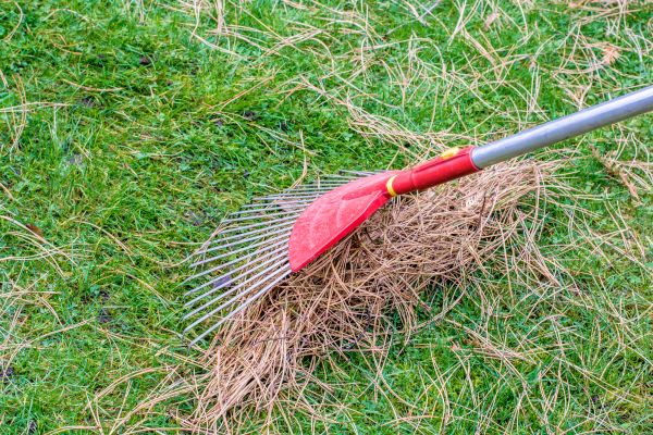 Cost of Pine Straw Raking in Issaquah