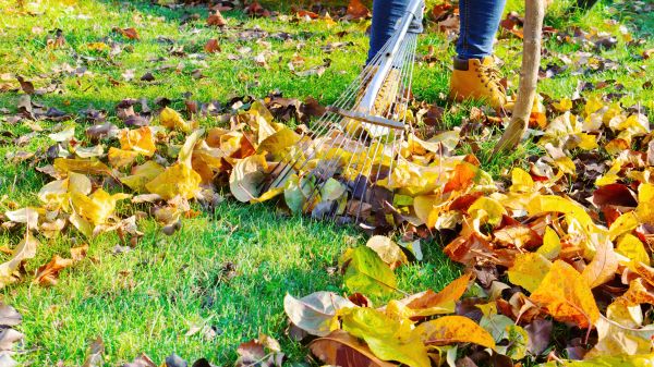 Cost of Lawn Cleanup Service in Issaquah